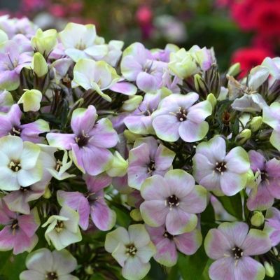 Флокс метельчатый Щербет Бленд - Dolina-Sad.Ru