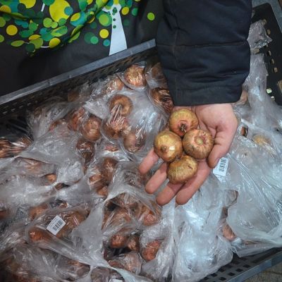 Гладиолус Лолита Гладиолус Лолита фото