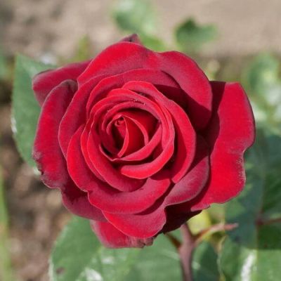 Роза Шварце Мадонна Роза Шварце Мадонна - Dolina-Sad.Ru