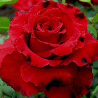 Роза Лавли Ред - Dolina-Sad.Ru