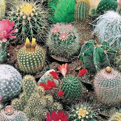 Кактус Непоседа*, смесь Кактус Непоседа*, смесь фото