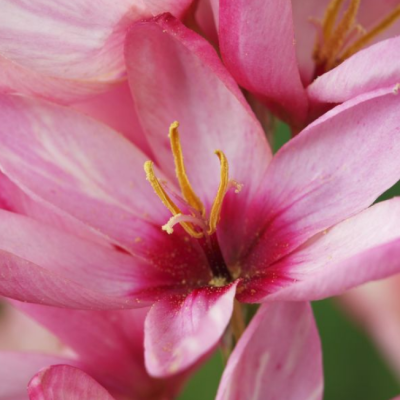 Иксия Панорама Иксия Панорама фото