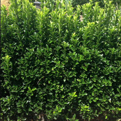 Бересклет японский Грин Спаер Бересклет японский Грин Спаер фото