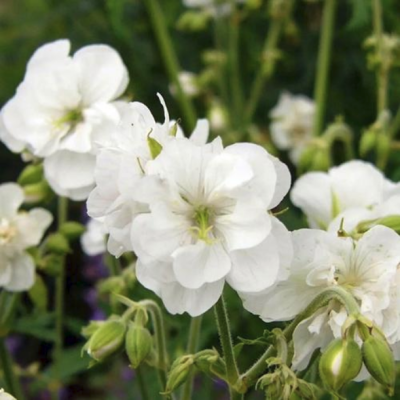 Герань луговая Лаура Герань луговая Лаура - Dolina-Sad.Ru