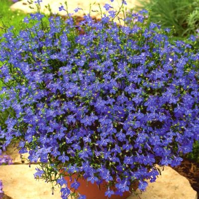 Лобелия Сапфир Лобелия Сапфир - Dolina-Sad.Ru