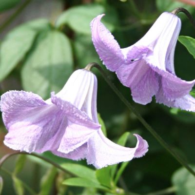 Клематис Фэйри Слиперс Клематис Фэйри Слиперс - Dolina-Sad.Ru