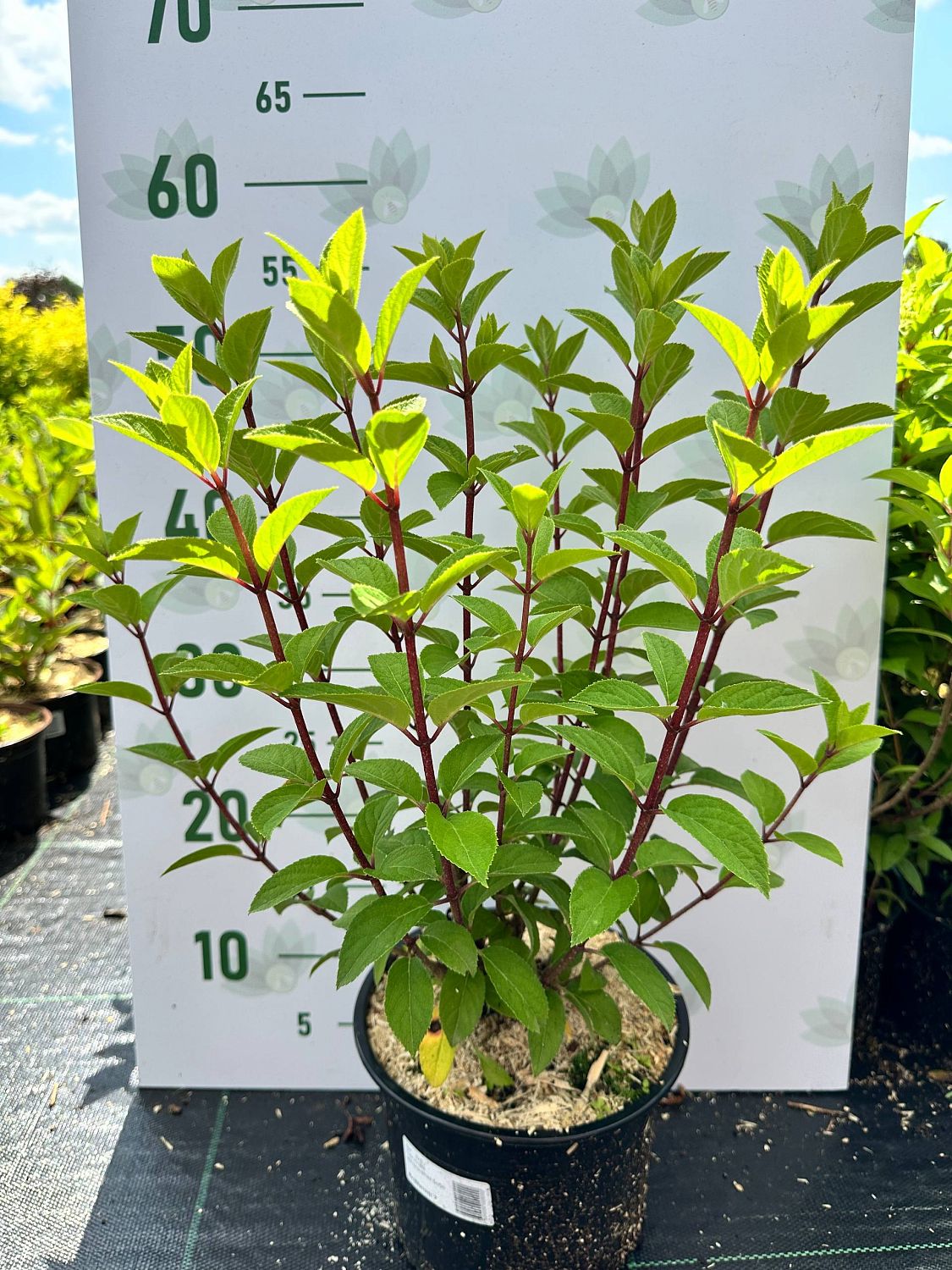 Гортензия метельчатая Литл Фреско, С2 - Dolina-Sad.Ru