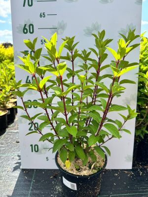 Гортензия метельчатая Литл Фреско, С2 - Dolina-Sad.Ru