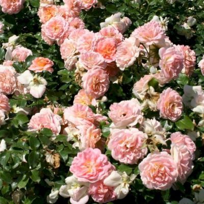 Роза Концерто 94 Роза Концерто 94 - Dolina-Sad.Ru