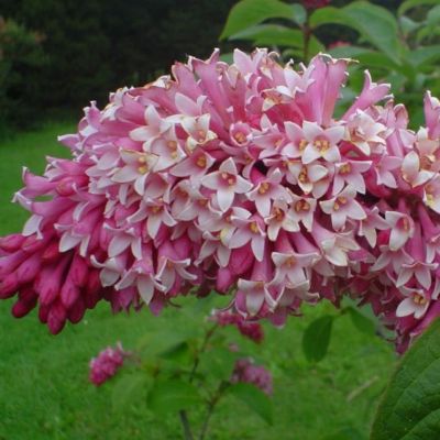 Сирень Мисс Канада - Dolina-Sad.Ru