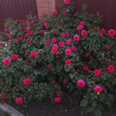 Роза Сангрия Роза Сангрия - Dolina-Sad.Ru