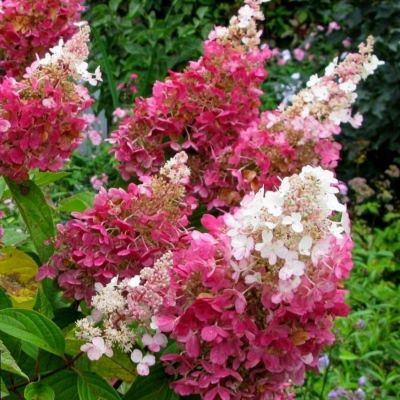 Гортензия метельчатая Пинки Винки на штамбе Гортензия метельчатая Пинки Винки на штамбе - Dolina-Sad.Ru
