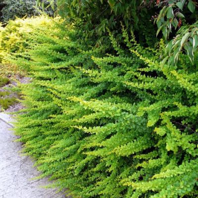 Барбарис тунберга Грин Карпет Барбарис тунберга Грин Карпет фото