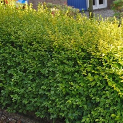 Бирючина обыкновенная Ауреум фото