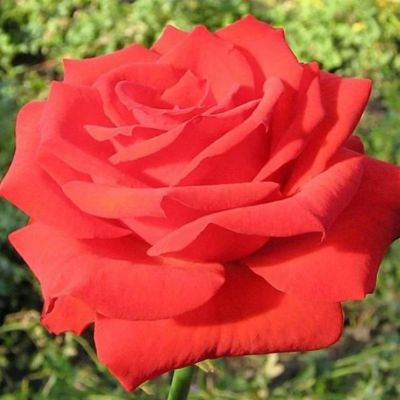 Роза Серенада Роза Серенада - Dolina-Sad.Ru