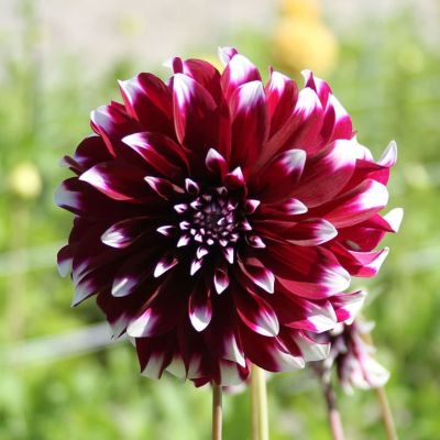 Гумат калия Суфлер Овощные (250мл) Аква фото