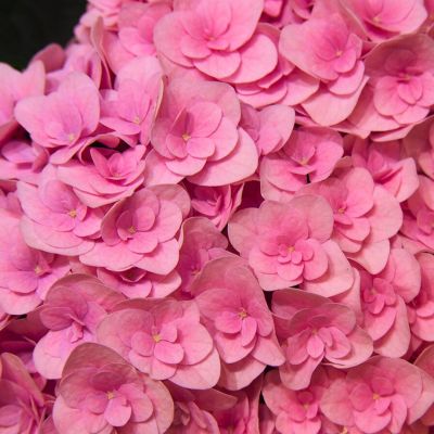 Гортензия крупнолистная Флорентина - Dolina-Sad.Ru