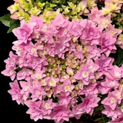 Гортензия крупнолистная Флориа, С2 Гортензия крупнолистная Флориа, С2 - Dolina-Sad.Ru