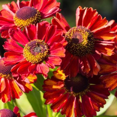 Гелениум Руби Чарм Гелениум Руби Чарм - Dolina-Sad.Ru