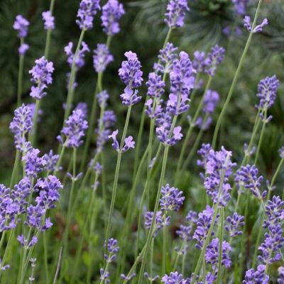 Лаванда узколистная Эссенс Перпл Лаванда узколистная Эссенс Перпл - Dolina-Sad.Ru