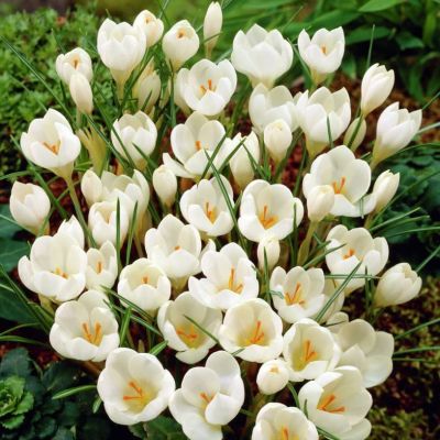 Крокус МИСС ВЕЙН Крокус МИСС ВЕЙН фото