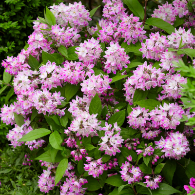 Дейция гибридная Меджисен фото