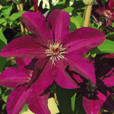 Клематис Стасик Клематис Стасик фото