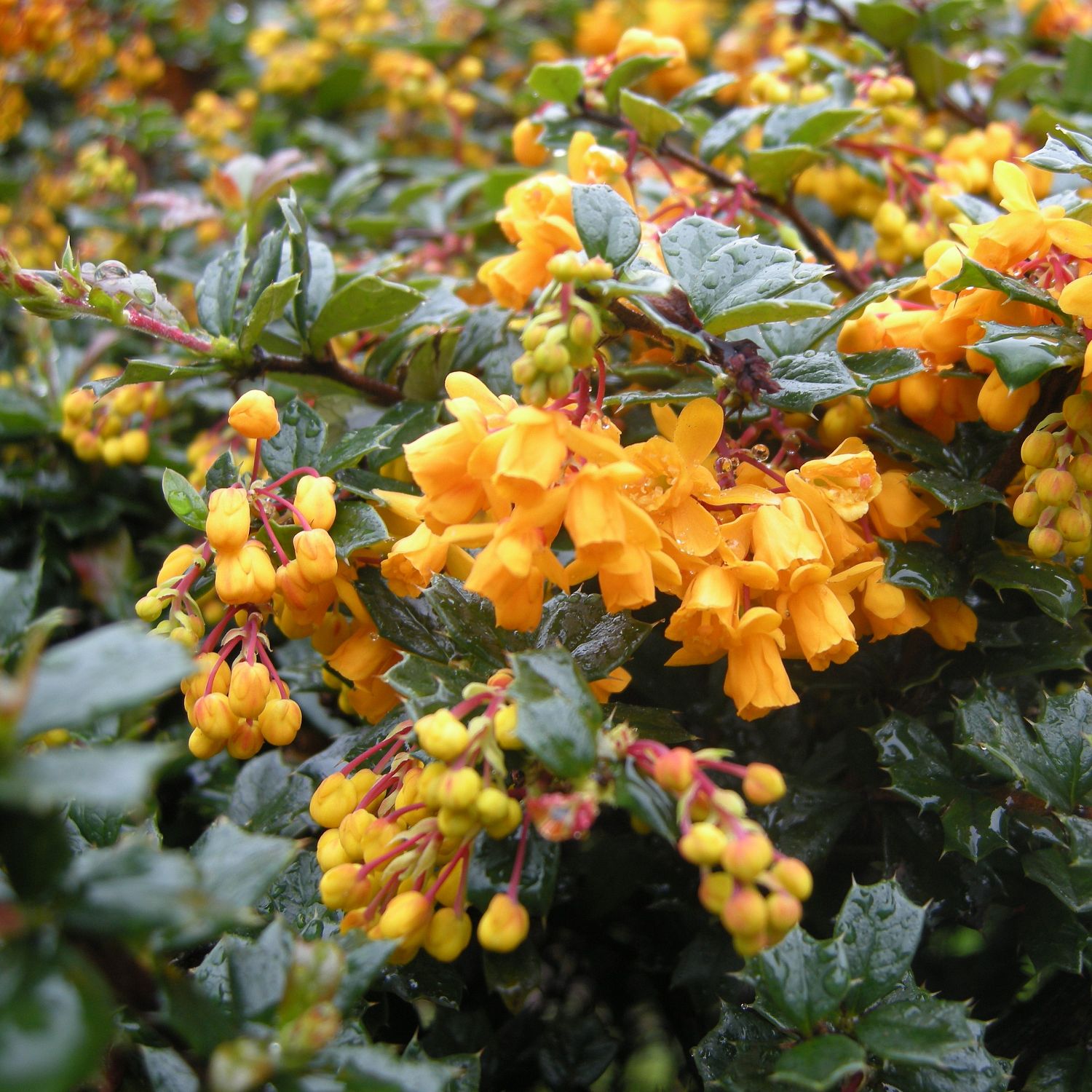 Барбарис Дарвина Компакта Барбарис Дарвина Компакта - Dolina-Sad.Ru