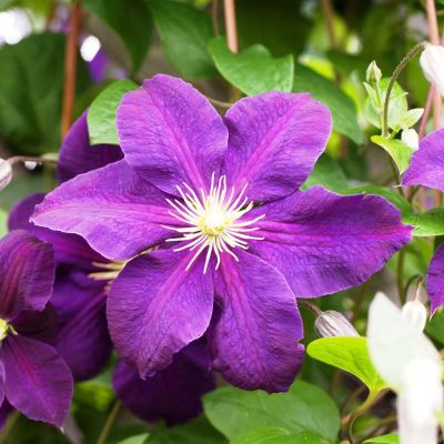 Клематис Джекмани Клематис Джекмани фото