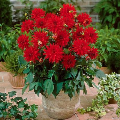 Георгина Рэд Пигми Георгина Рэд Пигми фото