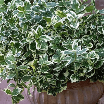 Бересклет вьющийся Эмеральд Гаити Бересклет вьющийся Эмеральд Гаити фото