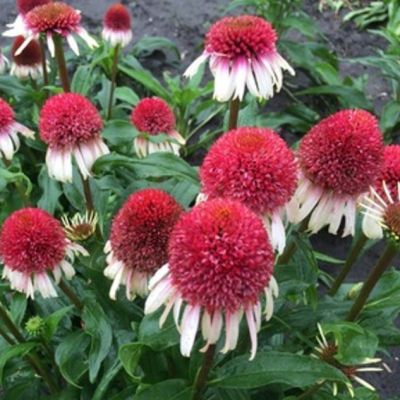 Эхинацея Строберри энд Крим Эхинацея Строберри энд Крим фото