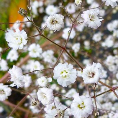 Гипсофила Бристол Фейри - Dolina-Sad.Ru