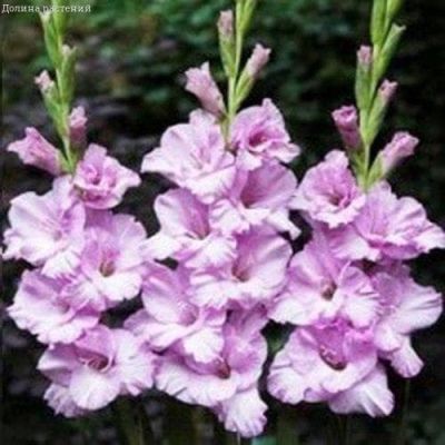 Гладиолус Альфа (6шт) Гладиолус Альфа (6шт) фото