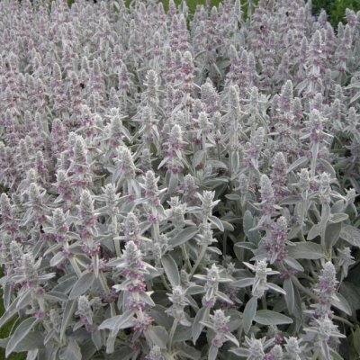 Чистец византийский Чистец византийский фото