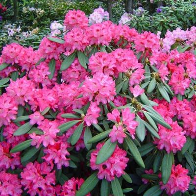 Рододендрон якушиманский Снизи Рододендрон якушиманский Снизи - Dolina-Sad.Ru