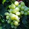 Виноград Агрус - Dolina-Sad.Ru