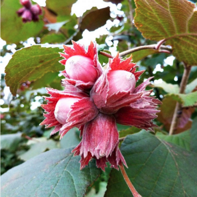 Фундук Сахарный Фундук Сахарный - Dolina-Sad.Ru