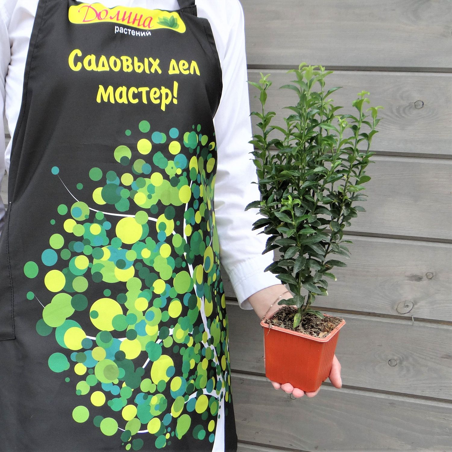 Бересклет японский Грин Спаер Бересклет японский Грин Спаер фото