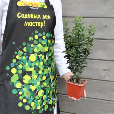 Бересклет японский Грин Спаер Бересклет японский Грин Спаер фото