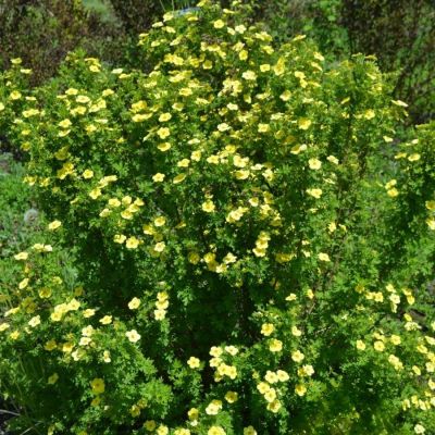 Лапчатка кустарниковая Катерина Дайкс, С3 - Dolina-Sad.Ru