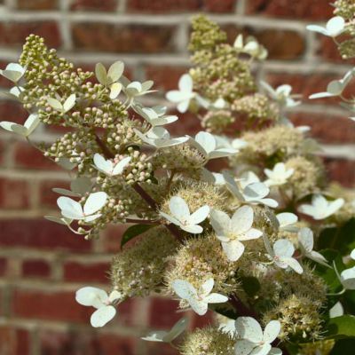 Гортензия метельчатая Голиаф, С10 Гортензия метельчатая Голиаф, С10 - Dolina-Sad.Ru