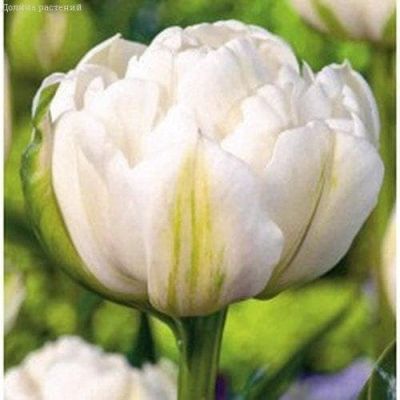 Тюльпан Маунт Такома Тюльпан Маунт Такома фото