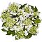 Гортензия крупнолистная Финия, С2 Гортензия крупнолистная Финия, С2 - Dolina-Sad.Ru