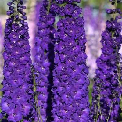 Дельфиниум Секрет Дельфиниум Секрет фото