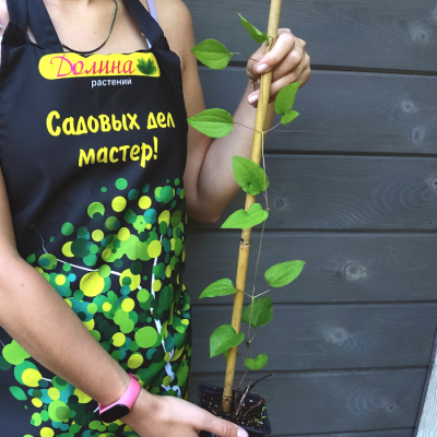 Клематис Ян lll Собески Клематис Ян lll Собески - Dolina-Sad.Ru