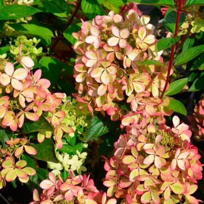 Гортензия метельчатая Пастель Грин, С3 - Dolina-Sad.Ru