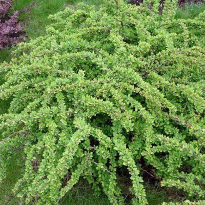 Барбарис тунберга Грин Карпет Барбарис тунберга Грин Карпет фото