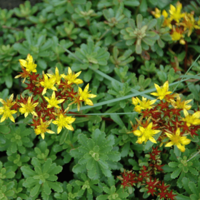 Седум цветоносный Вейхенстефандер Голд фото