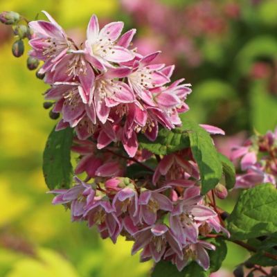 Дейция Страуберри Филдс Дейция Страуберри Филдс фото